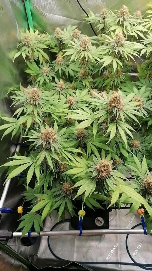 Sweetopia -Paradise Seeds-