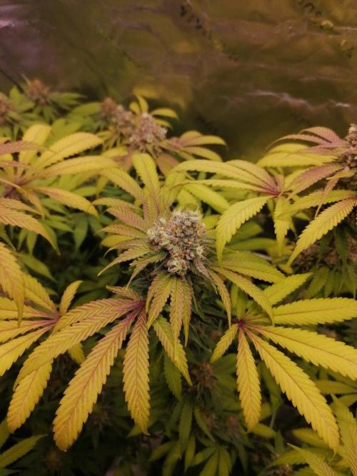 Sweetopia -Paradise Seeds-. Week 15 - W15D51