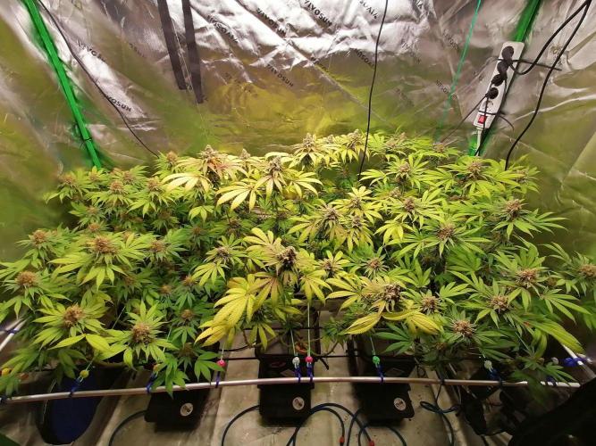 Sweetopia -Paradise Seeds-. Week 15 - W15D51