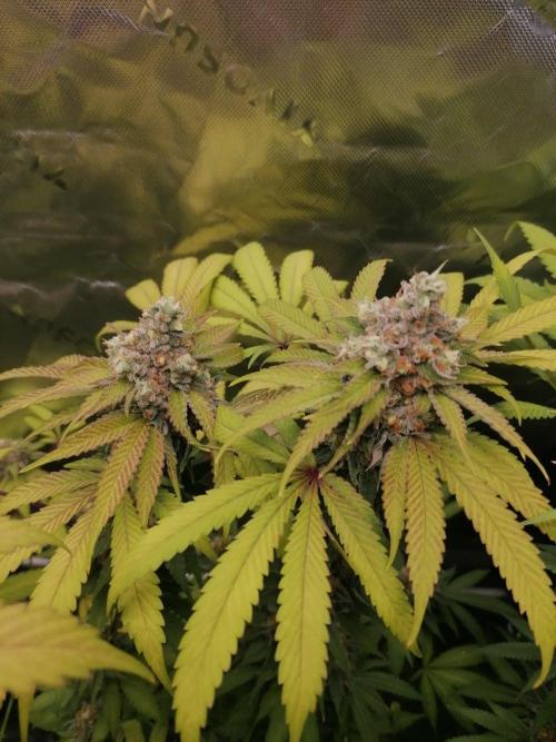 Sweetopia -Paradise Seeds-. Week 15 - W15D51