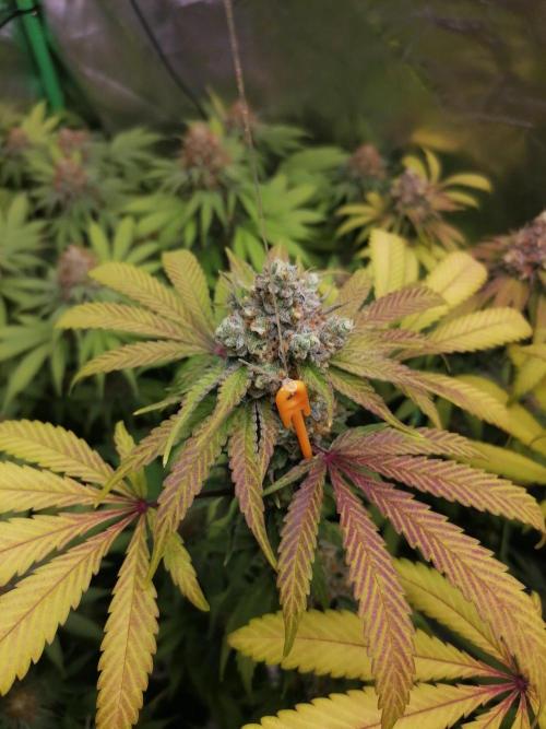 Sweetopia -Paradise Seeds-. Week 15 - W15D51