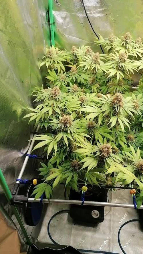Sweetopia -Paradise Seeds-