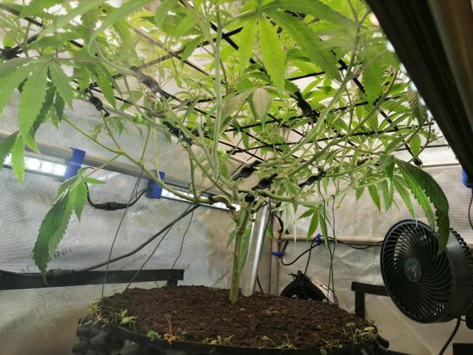 🍒 Chilled Cherry 🍒 . Week 7