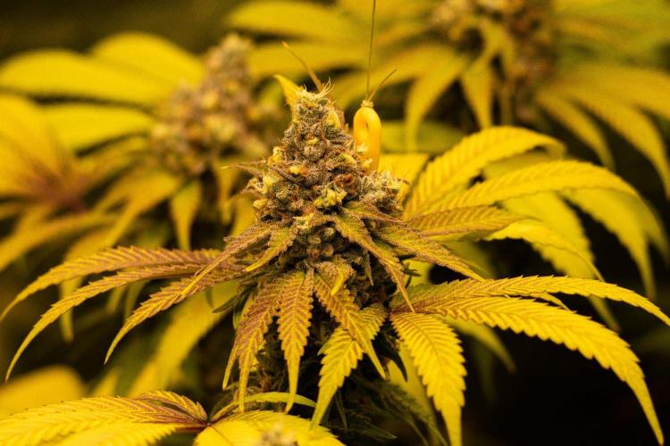 Sweetopia -Paradise Seeds-. Week 15 - W15D53
