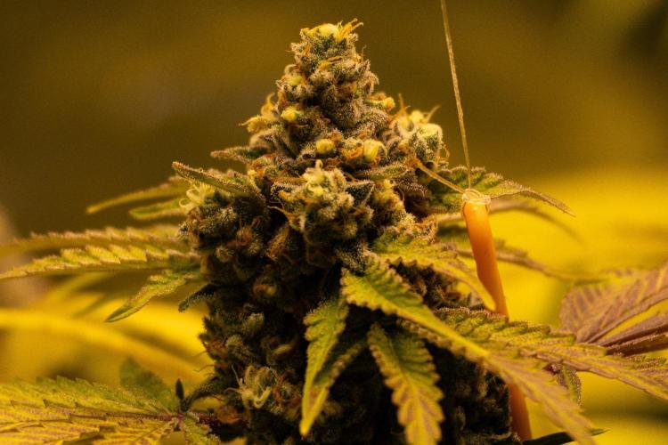 Sweetopia -Paradise Seeds-. Week 15 - W15D53