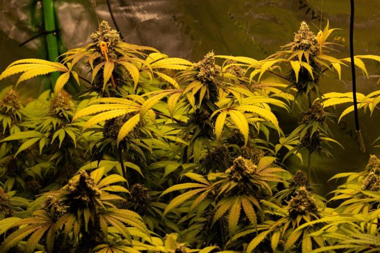 Sweetopia -Paradise Seeds-. Week 15 - W15D53