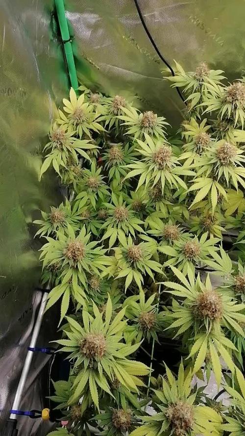 Sweetopia -Paradise Seeds-