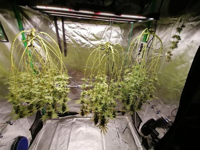 Sweetopia -Paradise Seeds-. Week 16