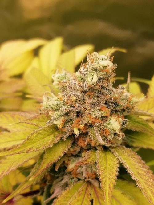 Sweetopia -Paradise Seeds-. Week 16