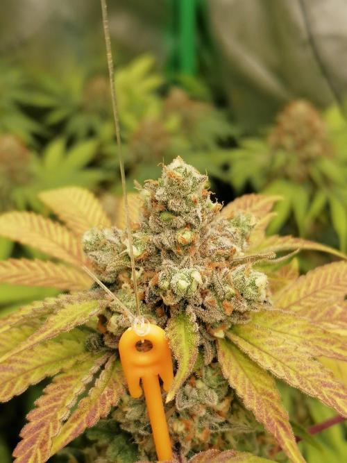 Sweetopia -Paradise Seeds-. Week 16