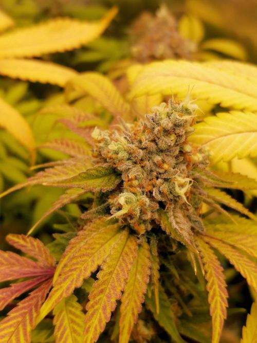 Sweetopia -Paradise Seeds-. Week 16
