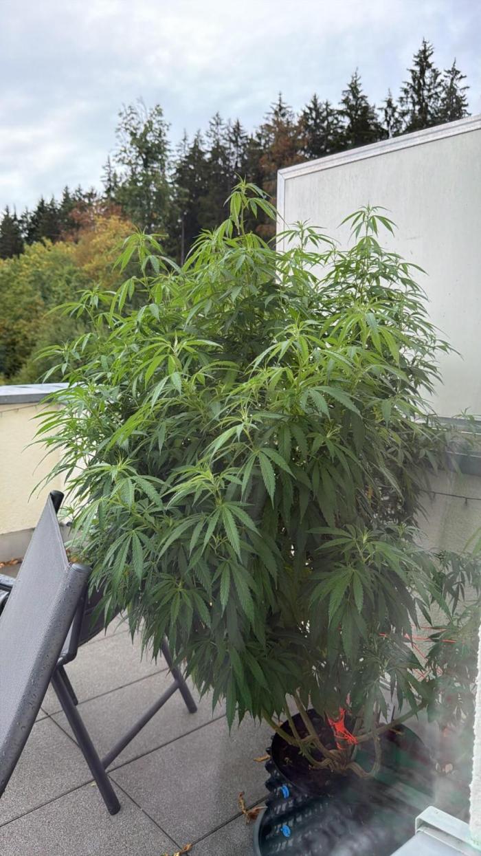 Sweet Berry's. Week 28 - W28
So langsam geht's Richtung Blüte 👍 