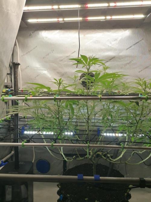 🍒 Chilled Cherry 🍒 . Week 8