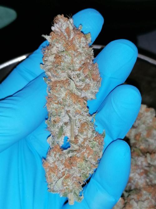 Sweetopia -Paradise Seeds-. Week 16