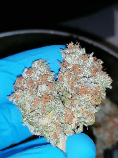 Sweetopia -Paradise Seeds-. Week 16