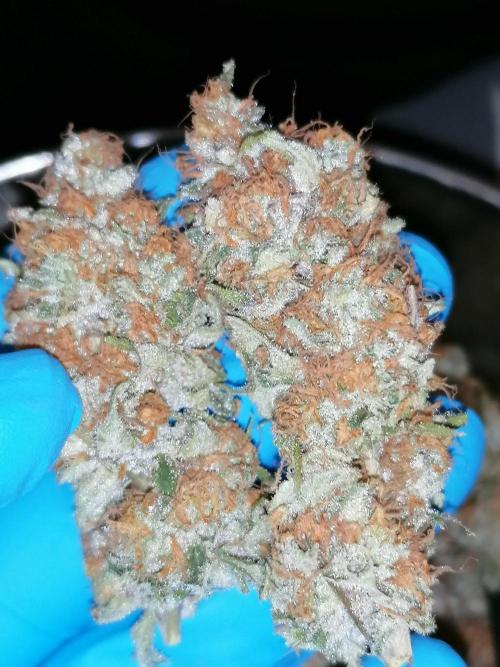 Sweetopia -Paradise Seeds-. Week 16