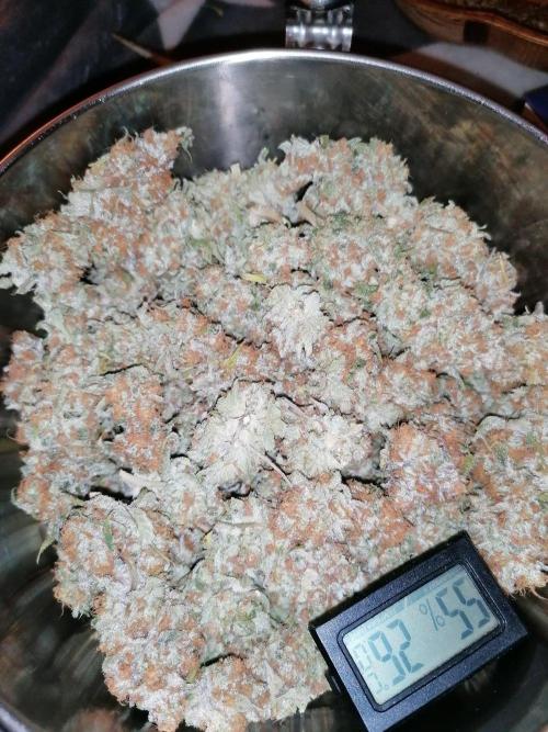 Sweetopia -Paradise Seeds-. Week 16 - Rechte u. Mittlere
