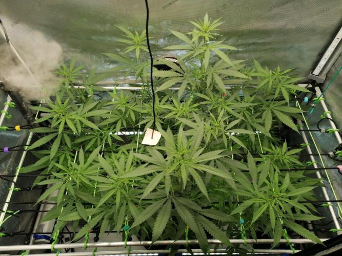 🍒 Chilled Cherry 🍒. Week 9