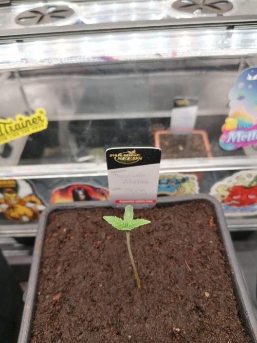 Chocolate Wafflez - Paradise Seeds -. Week 1 - #1
