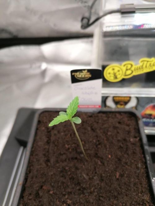Chocolate Wafflez - Paradise Seeds -. Week 1 - #2