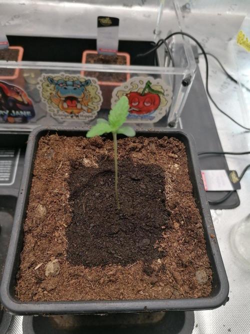 Chocolate Wafflez - Paradise Seeds -. Week 1