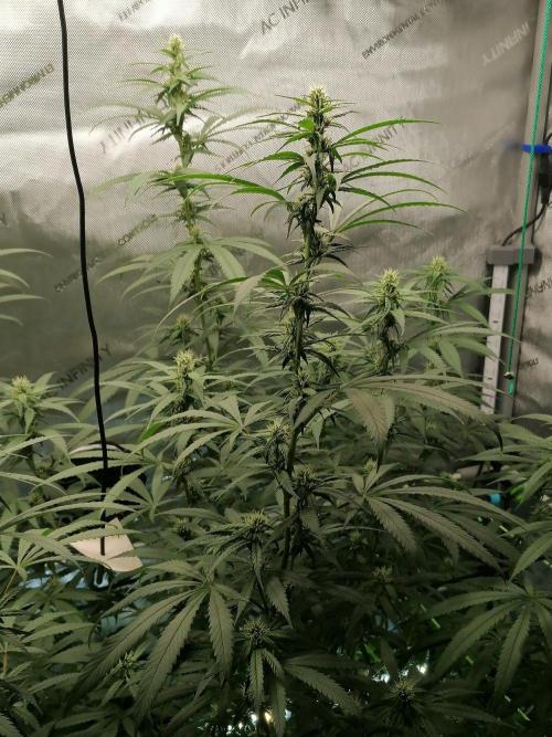 🍒 Chilled Cherry 🍒. Week 11