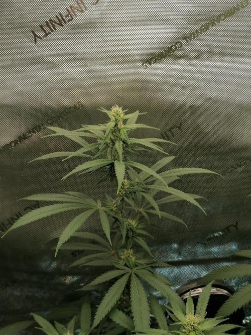 🍒 Chilled Cherry 🍒. Week 11