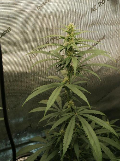 🍒 Chilled Cherry 🍒 . Week 11