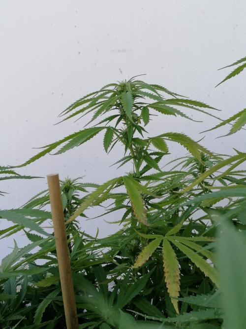 Sweet Berry's. Week 30
