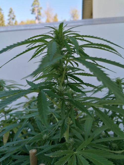Sweet Berry's. Week 30