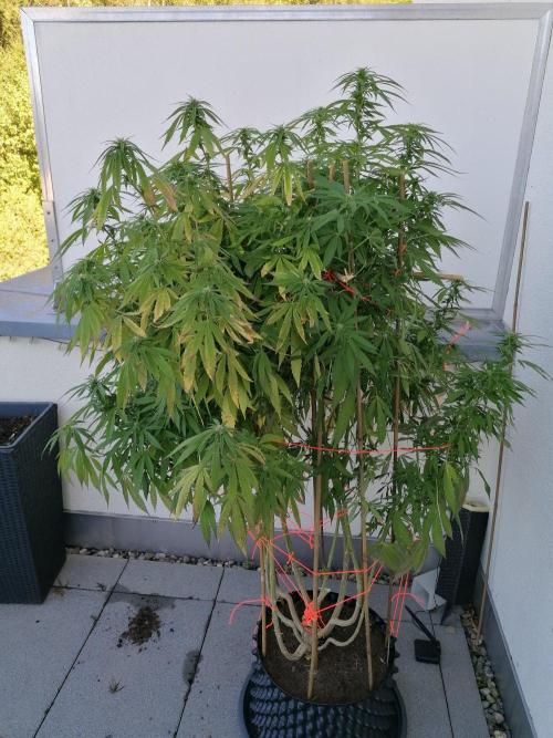 Sweet Berry's. Week 30 - Gerupfte Dame😓 