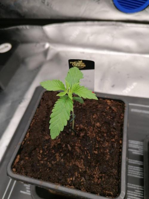 Chocolate Wafflez. Week 1