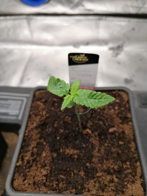 Chocolate Wafflez - Paradise Seeds -. Week 1 - Tag5
#1