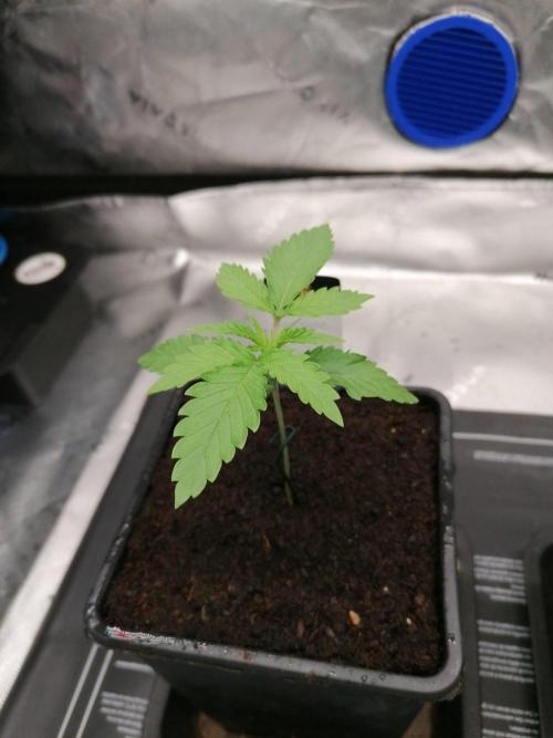 Chocolate Wafflez. Week 2