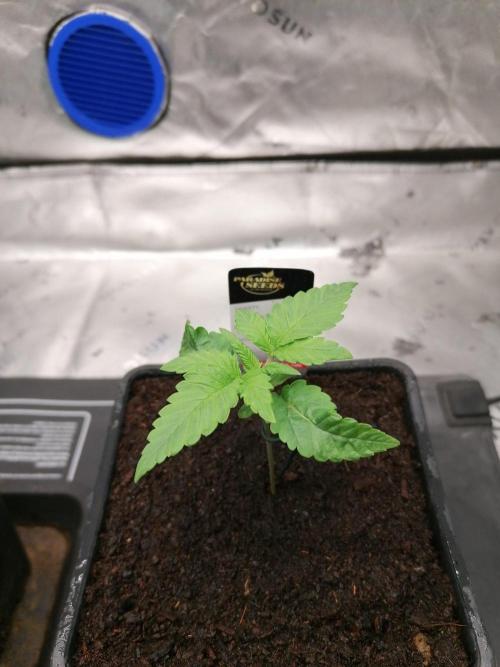 Chocolate Wafflez - Paradise Seeds -. Week 2 - Tag 8
#1