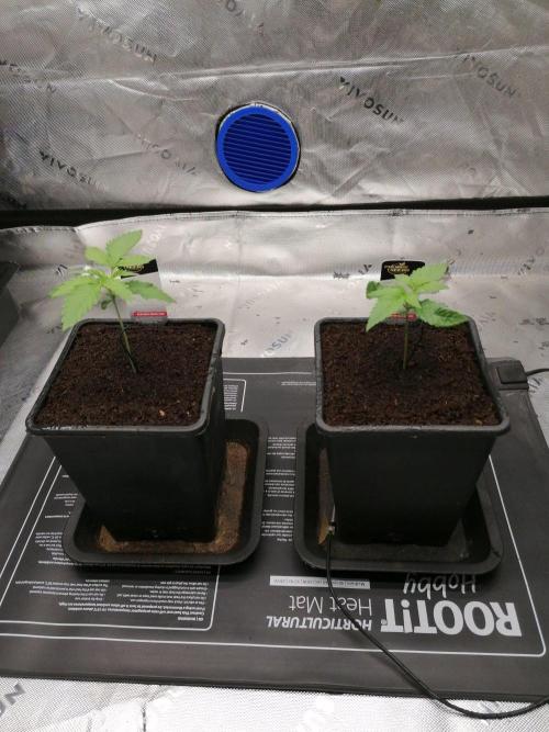 Chocolate Wafflez - Paradise Seeds -. Week 2 - Tag 8