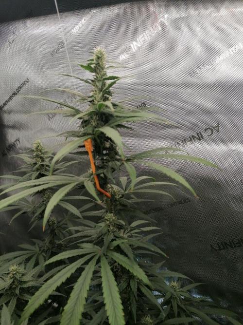 🍒 Chilled Cherry 🍒. Week 12