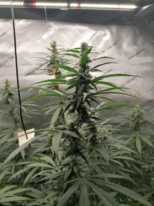 🍒 Chilled Cherry 🍒. Week 12