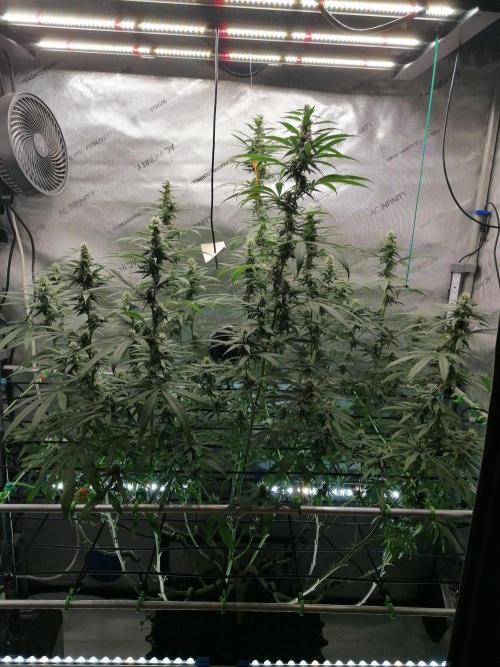 🍒 Chilled Cherry 🍒. Week 12