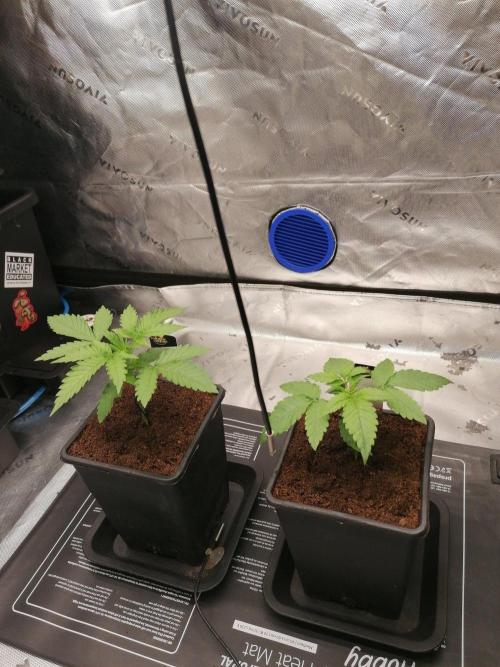 Chocolate Wafflez. Week 2