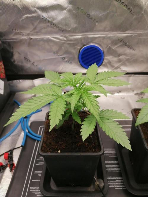 Chocolate Wafflez - Paradise Seeds -. Week 3 - #1