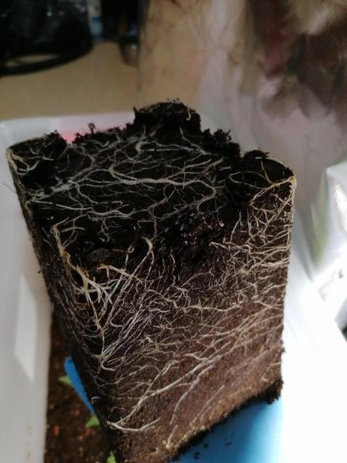 Chocolate Wafflez - Paradise Seeds -. Week 3 - #1