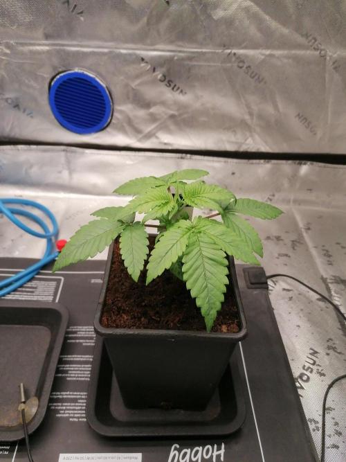 Chocolate Wafflez - Paradise Seeds -. Week 3 - #2