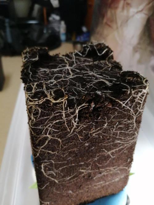 Chocolate Wafflez - Paradise Seeds -. Week 3 - #2