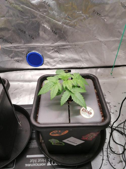 Chocolate Wafflez - Paradise Seeds -. Week 3 - #2