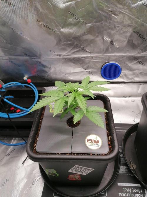 Chocolate Wafflez - Paradise Seeds -. Week 3 - #1