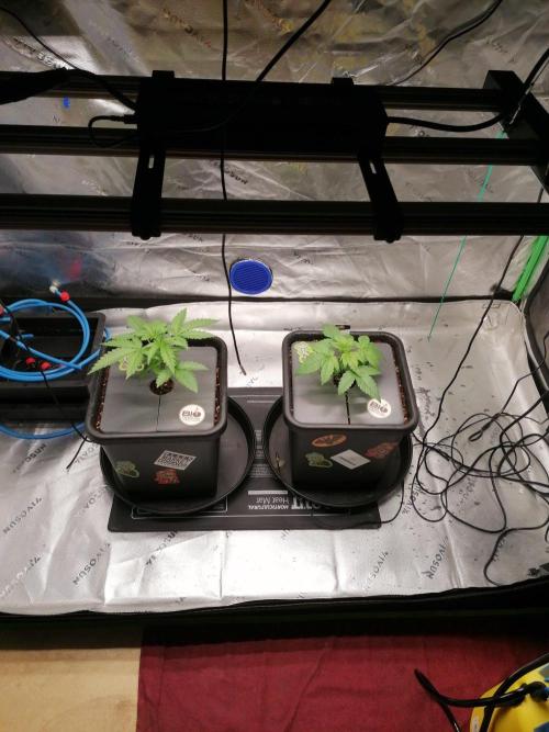 Chocolate Wafflez. Week 3
