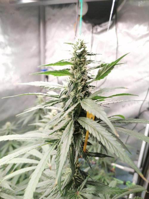🍒 Chilled Cherry 🍒 . Week 13