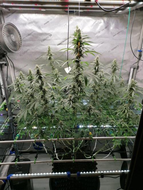 🍒 Chilled Cherry 🍒. Week 13