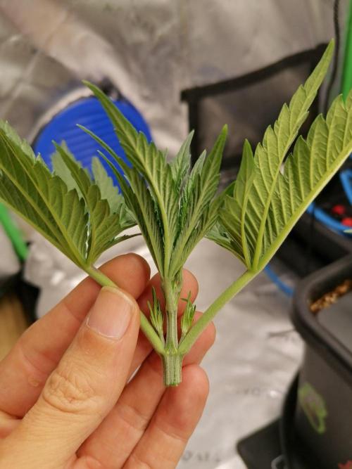 Chocolate Wafflez - Paradise Seeds -. Week 3 - Tag 17